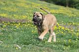 BOERBULL 043